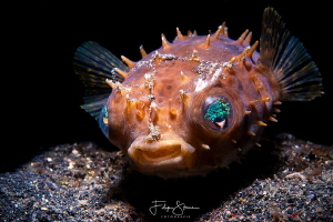 " Sweety", Juvenile porcupinefish, Lembeh strait. by Filip Staes 